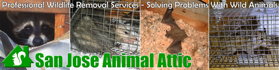 San Jose Animal Attic